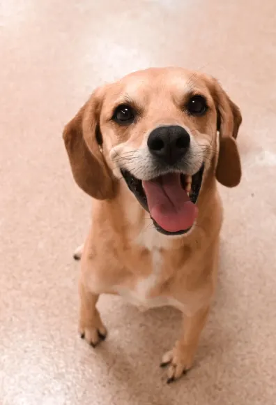 Small tan dog smiling.
